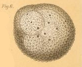 Orbulina imperfecta Rhumbler, 1911 Orbulina imperfecta Rhumbler, 1911