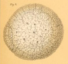 Orbulina imperfecta Rhumbler, 1911