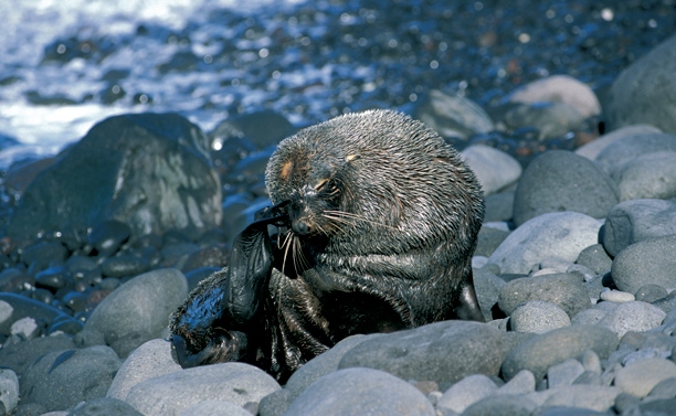 Antarctic Fur Seal grooming Antarctic Fur Seal grooming