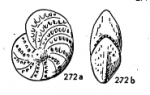 Elphidium discoidale (d'Orbigny, 1839)