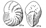 Chromista - Foraminifera (foraminifers)