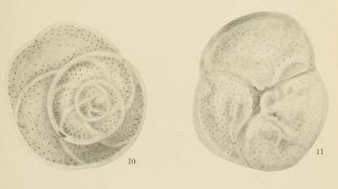 Discorbis mira Cushman, 1922 