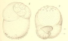 Tretomphalus bulloides (d'Orbigny, 1839)