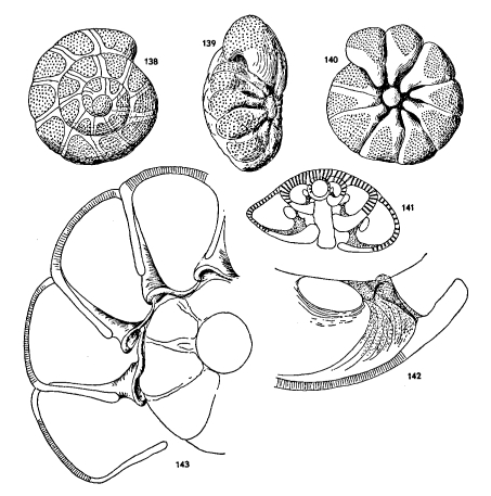 Ammonia sobrina (Shupack, 1934) identified specimen
