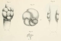Rosalina globularis d'Orbigny, 1826