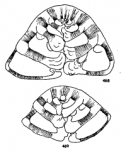 Neoeponides antillarum (d'Orbigny, 1839)