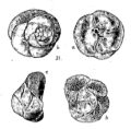 Chromista - Foraminifera (foraminifers)