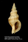 Siphonalia spadicea