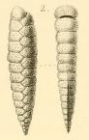 Plecanium lanceolatum Karrer, 1868