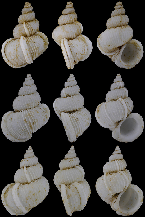 Variciscala raricostata (G. B. Sowerby II, 1844) Variciscala raricostata (G. B. Sowerby II, 1844)