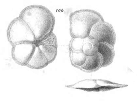 Discorbina sacharina Schwager, 1866