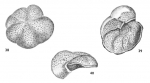 Chromista - Foraminifera (foraminifers)