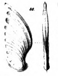 Chromista - Foraminifera (foraminifers)