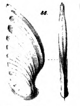 Cristellaria caelata Schwager, 1866