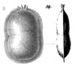 Cristellaria peregrina Schwager, 1866