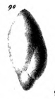Polymorphina labiata Schwager, 1866