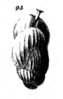 Uvigerina nitidula Schwager, 1866
