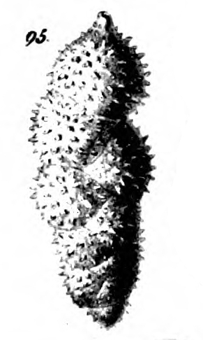 Uvigerina hispida Schwager, 1866 Uvigerina hispida Schwager, 1866