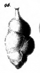 Uvigerina proboscidea Schwager, 1866