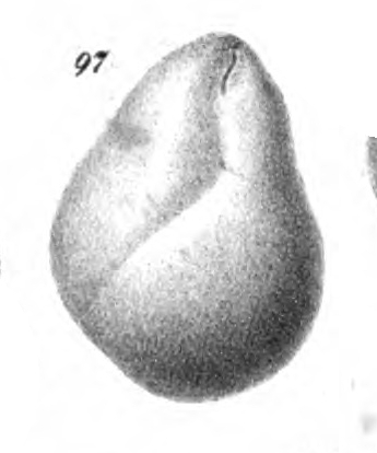 Sphaeroidina murrhyna Schwager, 1866 Sphaeroidina murrhyna Schwager, 1866