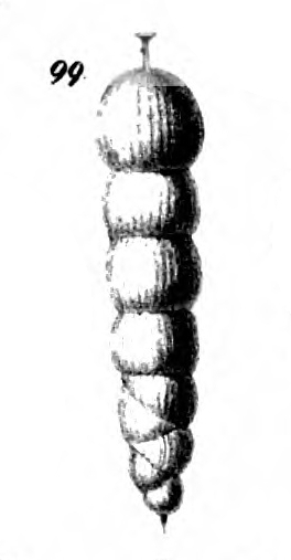 Dimorphina striata Schwager, 1866