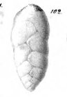 Bolivina ligularia Schwager, 1866