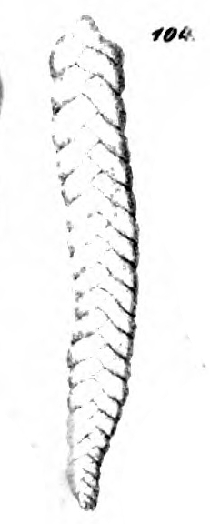 Textilaria praelonga Schwager, 1866