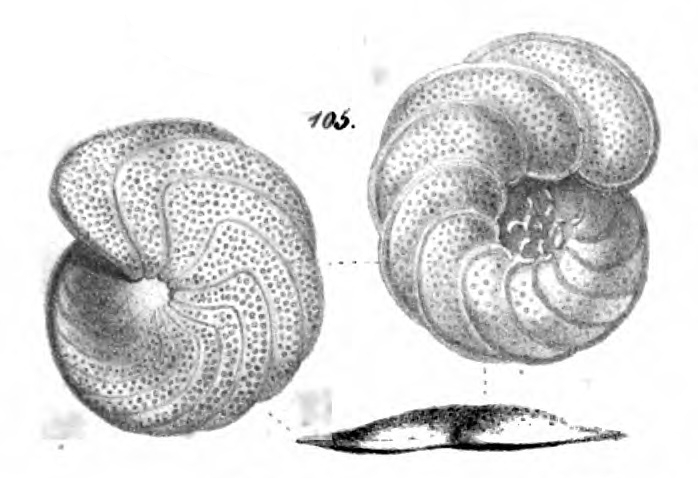 Anomalina wuellerstorfi Schwager, 1866