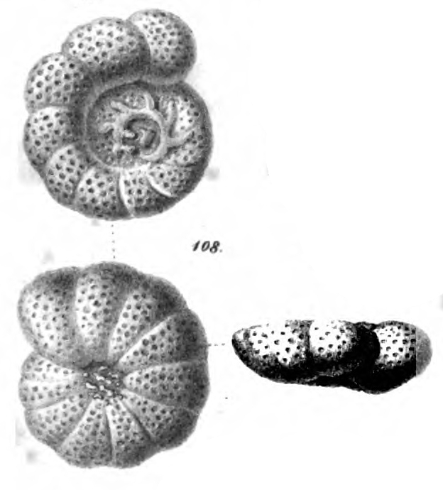 Anomalina cicatricosa Schwager, 1866