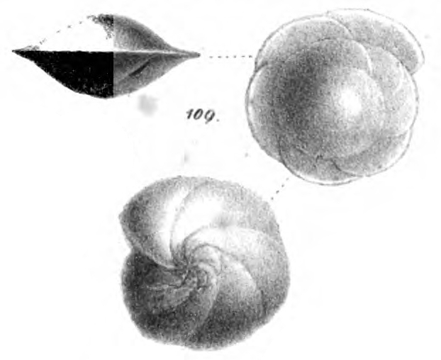 Rotalia flosculiformis Schwager, 1866