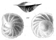 Anomalina bengalensis Schwager, 1866