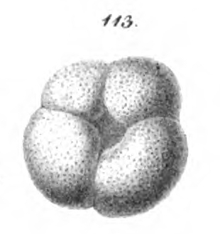 Globigerina conglomerata Schwager, 1866