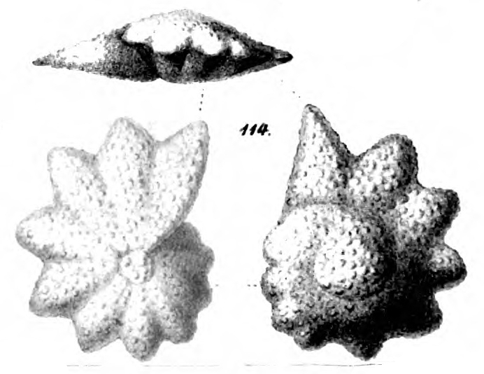 Calcarina nicobarensis Schwager, 1866