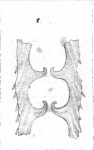 Dimorphina striata Schwager, 1866