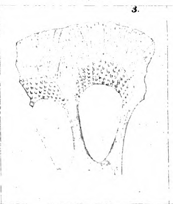 Calcarina nicobarensis Schwager, 1866