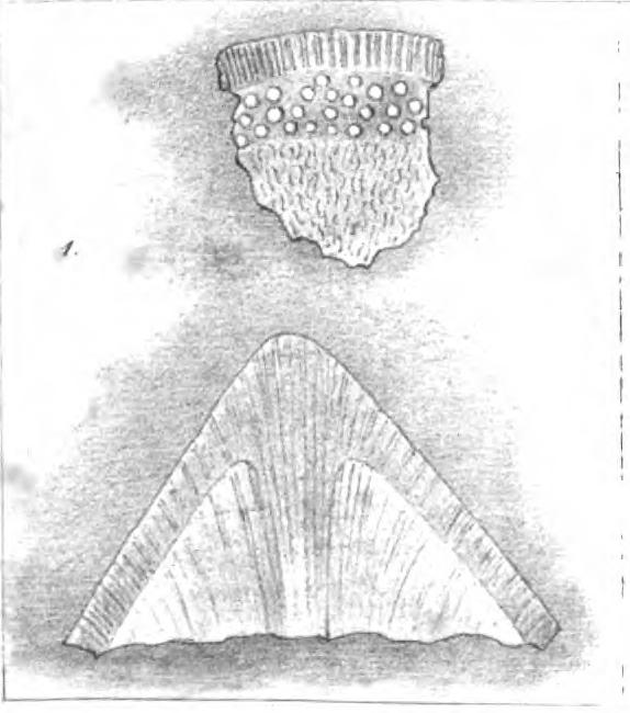 Lagena formosa Schwager, 1866 Lagena formosa Schwager, 1866