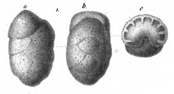 Ataxophragmium magdalidiforme Schwager, 1866