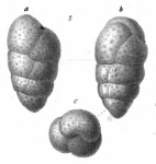 Chromista - Foraminifera (foraminifers)