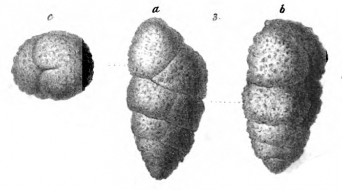 Ataxophragmium laceratum Schwager, 1866