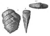 Plecanium lythostrotum Schwager, 1866