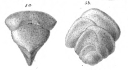 Plecanium laxatum Schwager, 1866