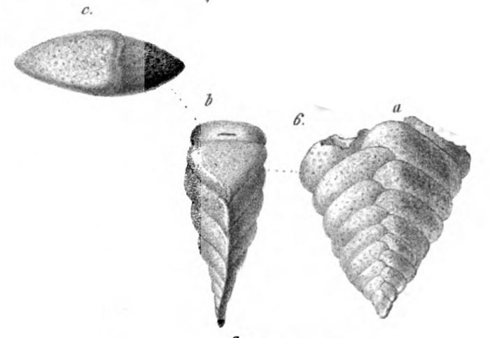 Plecanium solitum Schwager, 1866