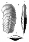 Bigenerina nicobarica Schwager, 1866 