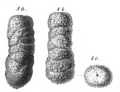 Chromista - Foraminifera (foraminifers)