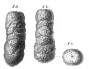 Clavulina variabilis Schwager, 1866