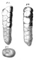 Chromista - Foraminifera (foraminifers)