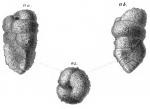 Chromista - Foraminifera (foraminifers)