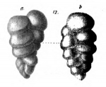 Chromista - Foraminifera (foraminifers)