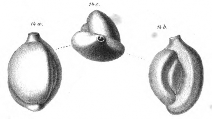 Biloculina lucernula Schwager, 1866