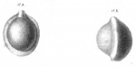 Biloculina lucernula Schwager, 1866